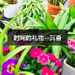 时间的礼物--沉香（图4）