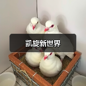 凯旋新世界（图4）